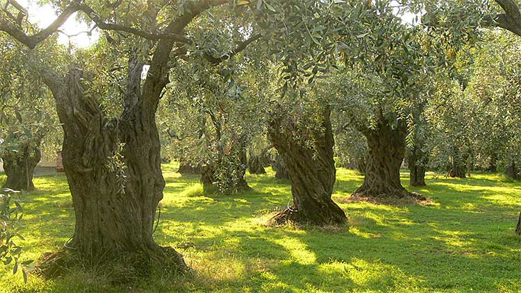 sicile-huile-olive-3